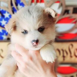 Lunala - Merle Pomsky puppy in Sumter, South Carolina from Emerald Skies Pomskies