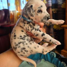 Raiju - White and black male Dalmatian puppy in Salem, Missouri from Paradise Spots Dalmatians