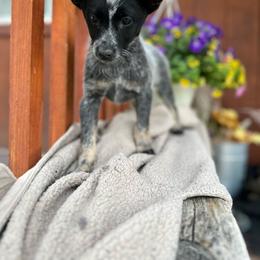 Concho 3500 - Blue speckled male Australian Cattle Dog puppy in Kalispell, Montana from BTR Australian Cattle Dogs