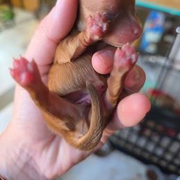 Woody - Orange male Pomeranian puppy in Chattanooga, Tennessee from Valley Poms