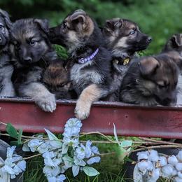 German Shepherds from Freedom Fang K9