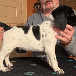 Boy 5 - Black and white male German Shorthaired Pointer puppy in Topeka, Kansas from Autumn Prairie Kennel