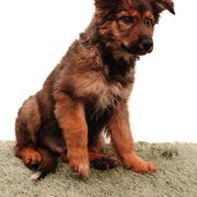 Boy 1 - male Sporty Mix puppy in Mesa, Arizona from Savage K9 Kennels