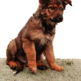 Boy 1 - male Sporty Mix puppy in Mesa, Arizona from Savage K9 Kennels