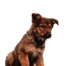 Boy 1 - male Sporty Mix puppy in Mesa, Arizona from Savage K9 Kennels