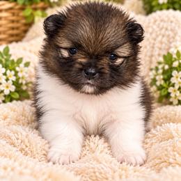Leo - Wolf sable male Pomeranian puppy in Fayetteville, North Carolina from Tar-heel Poms