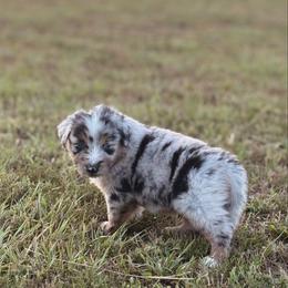 Kenickie - Blue merle male Australian Shepherd puppy in Uvalda, Georgia from Happy Ours Australian Shepherds