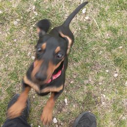 Bella Bells - Dachshund