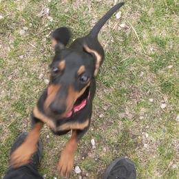 Bella Bells - Dachshund