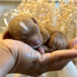 White Collar - Red female Cavapoo puppy in Palm Beach County, Florida from Benji’s Cockapoos