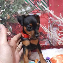 Hunter - Black and tan male Miniature Pinscher puppy in Baton Rouge, Louisiana from Pike's Pups