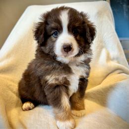 Ruby - Red tri-color female Miniature American Shepherd puppy in Ash Grove, Missouri from 3 Barrels Farms, LLC