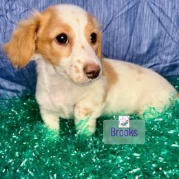Brooks - Dapple male Dachshund puppy in Waseca, Minnesota from Dragonfly Doxies