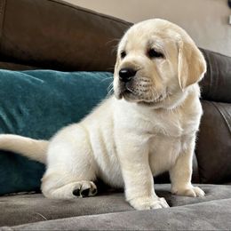 Labrador Retriever Puppies from Suebel Labradors South