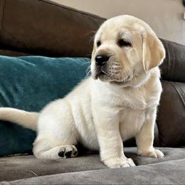 Labrador Retriever Puppies from Suebel Labradors South