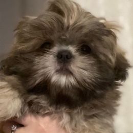 Thor - Shih Tzu