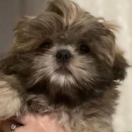 Thor - Shih Tzu