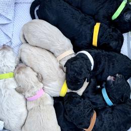 Goldendoodle puppies from Beaver Springs Puppies