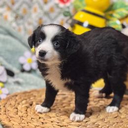Phoebe - Black & white female Miniature Australian Shepherd puppy in California from Eagle River Aussies