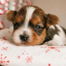 Chestnut - Chocolate, tan and white male Yorkshire Terrier puppy in West Fargo, North Dakota from A Yorkie Tale