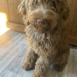 Belle - Australian Labradoodle