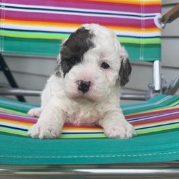Justice - Parti female Goldendoodle puppy in Cherry Tree, Pennsylvania from Plum Creek Acres Next Generation