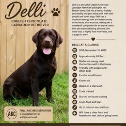 Delli - Chocolate female Labrador Retriever puppy in Williamston, South Carolina from Dutton Dog Co & Dalla Grazia Doberman
