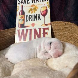 Chardonnay - White and black female Dalmatian puppy in Claremore, Oklahoma from Lotsofdots Dalmatians