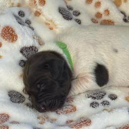 Harbor - Liver and white male German Shorthaired Pointer puppy in Chocowinity, North Carolina from Foxtail Hollow