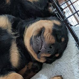 Rottweiler Puppies from Galaxia Rottweilers
