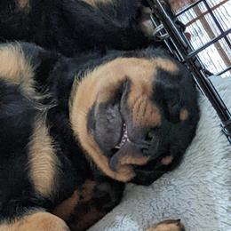 Rottweiler Puppies from Galaxia Rottweilers