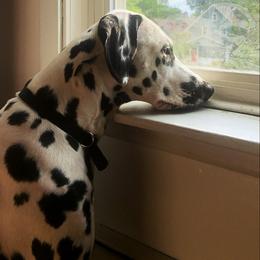 Dalmatian All Grown Up from Gateway Farm Dalmatians