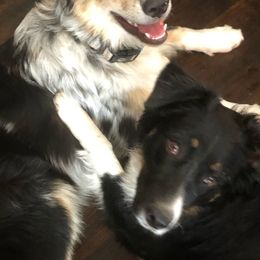 Australian Shepherds from K & R Australian Shepherds