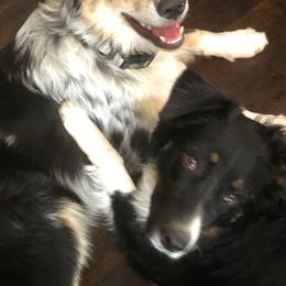 Australian Shepherds from K & R Australian Shepherds
