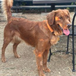 M.J - Golden Retriever