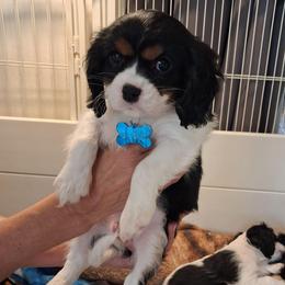 Green collar,  Samy - Tri-color male Cavalier King Charles Spaniel puppy in Colorado Springs, Colorado from True Love Colorado Cavalier King Charles Spaniels
