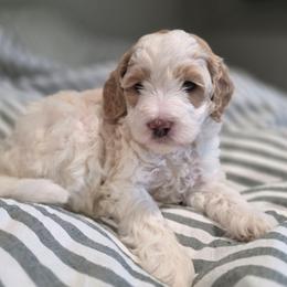 Cherokee - Yellow and white female Bernedoodle puppy in Eatonville, Washington from Mt. Rainier Doodle Dogs
