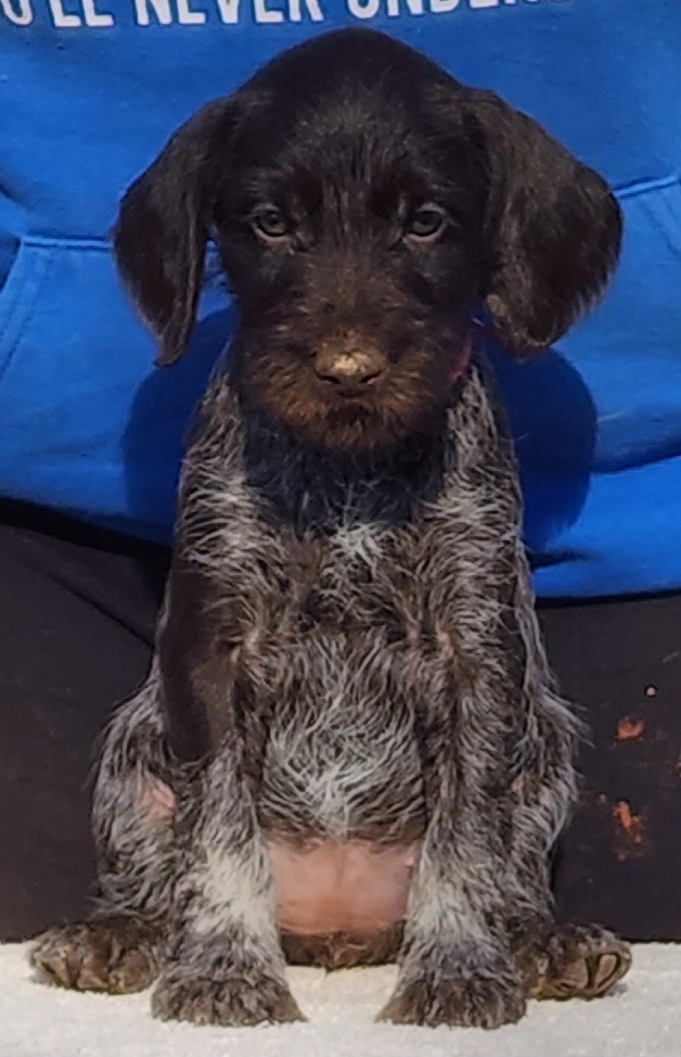 Galadriel - Liver and white German Wirehaired Pointer puppy in Wellston, Ohio from Blue Line GWPs
