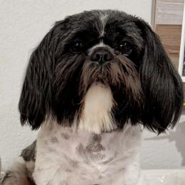 Toby - Shih Tzu