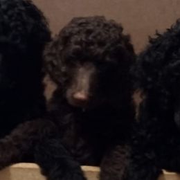 Poodles from Deborah's Standard Poodles