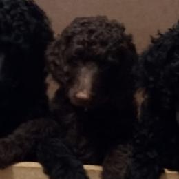 Poodles from Deborah's Standard Poodles