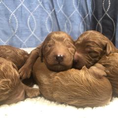 Irish Doodle puppies from Queen of the Hill Puppies