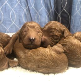 Irish Doodle puppies from Queen of the Hill Puppies