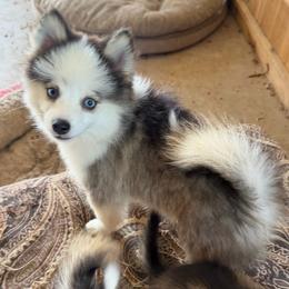 Fluffy boy - Wolf sable male Pomsky puppy in Magnolia, Texas from Solace Shelties and Pomskies