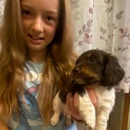 MOCHA - Piebald male Dachshund puppy in Elizabethtown, Kentucky from Teeny Tiny Puppy Tails
