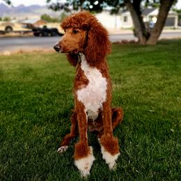 Raya - Poodle