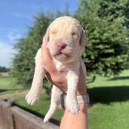 Cream - Cream male Goldendoodle puppy in Mc Cutchenville, Ohio from Dawn's Doodles