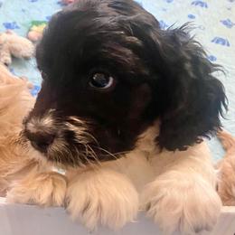 Penelope - Black and white female Cavapoo puppy in Mesa, Arizona from Bubble-ishous Cavaliers, Cavapoos and Portadoodles