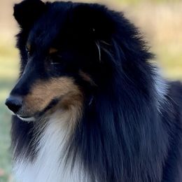 Shetland Sheepdogs from Somerlake Shetland Sheepdogs
