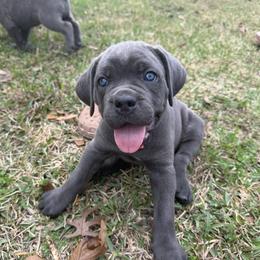 Red - Gray female Cane Corso puppy in Opelousas, Louisiana from Azelees Cane Corso